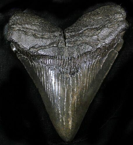 Megalodon Tooth - South Carolina #26492